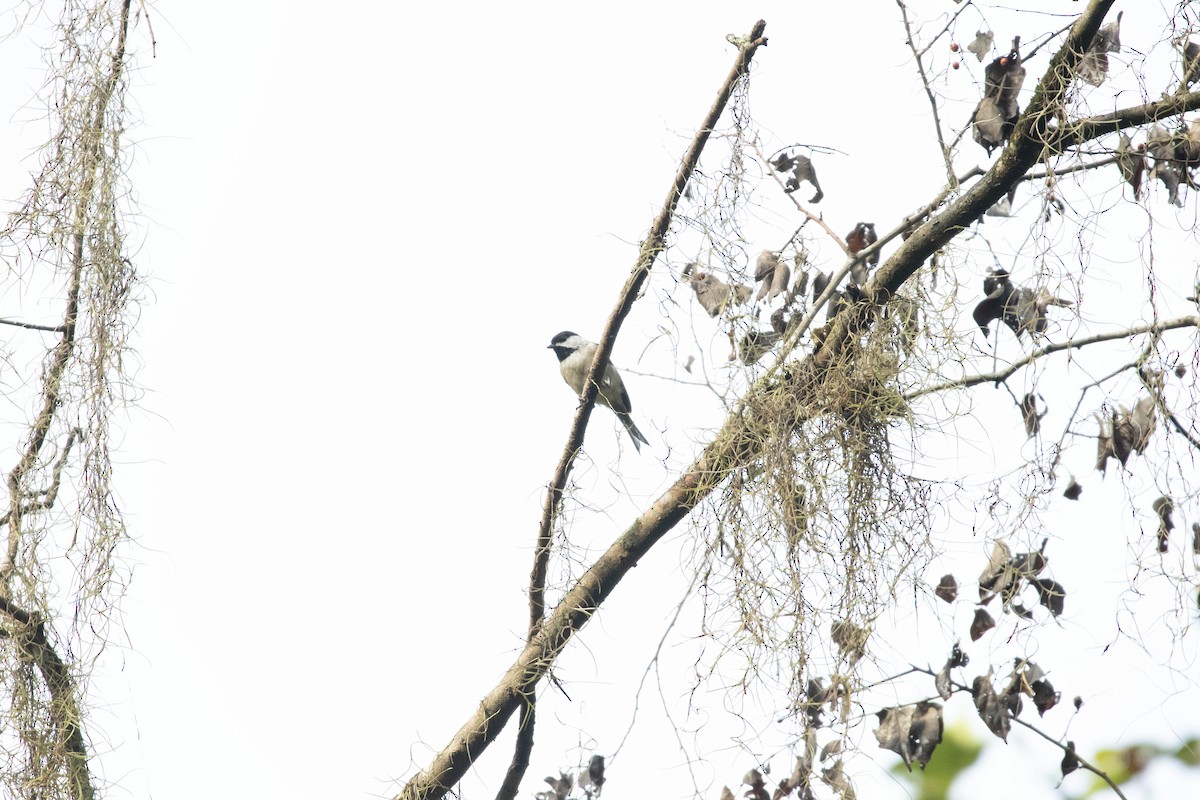 Carolina Chickadee - ML623000884