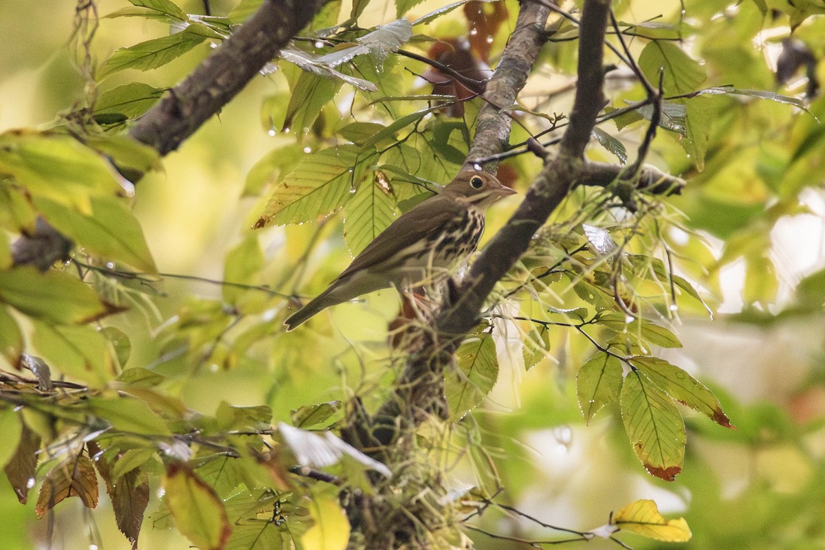 Ovenbird - ML623000886