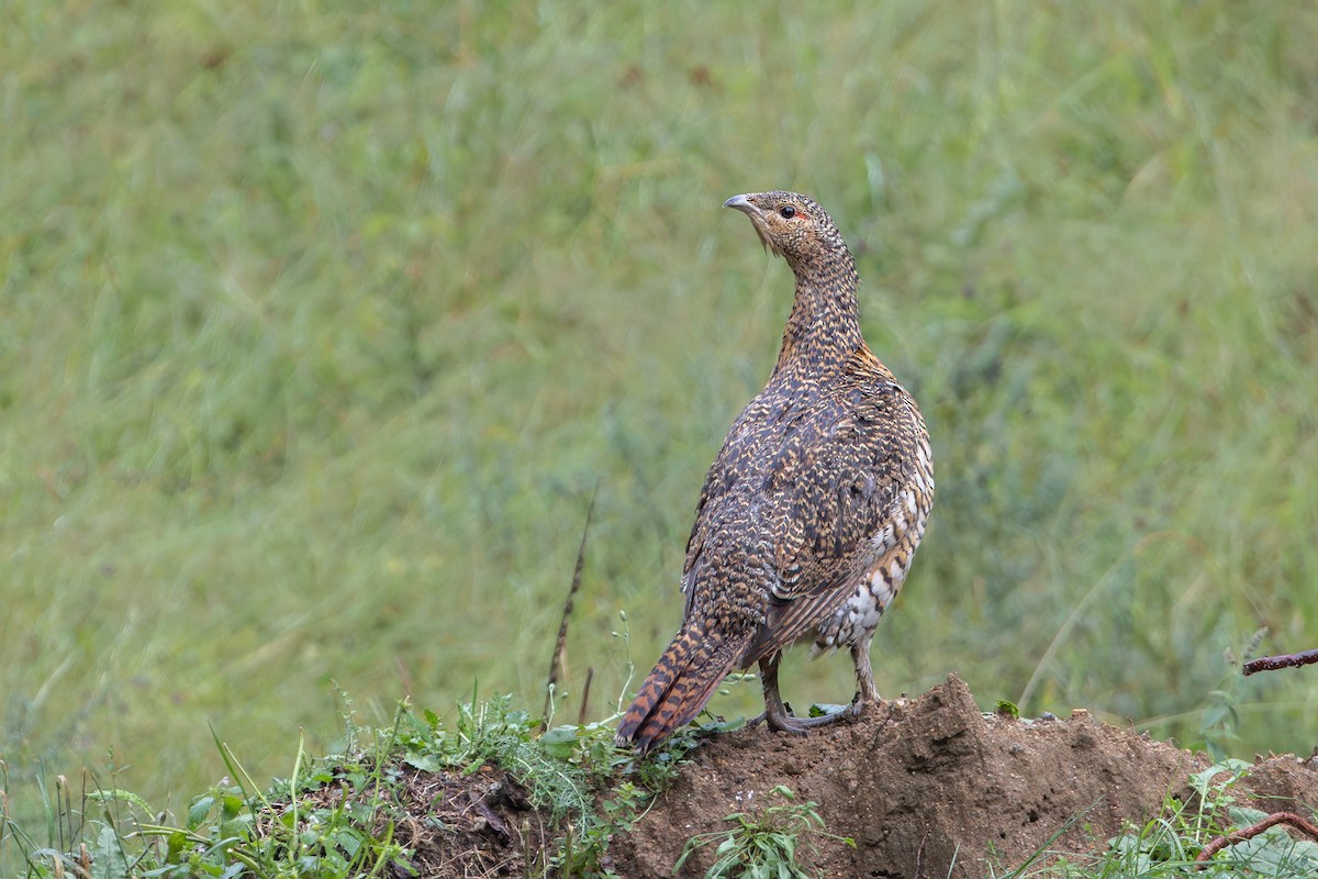 Western Capercaillie - ML623000887