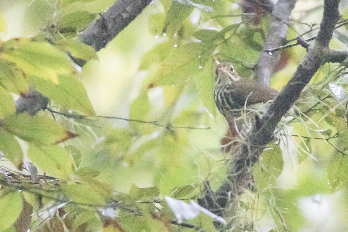 Ovenbird - ML623000889