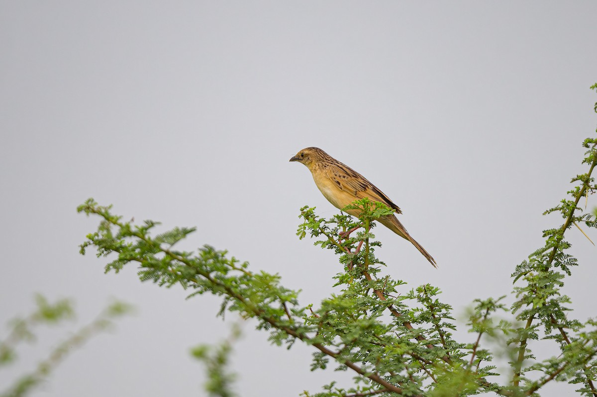 Bristled Grassbird - ML623000890