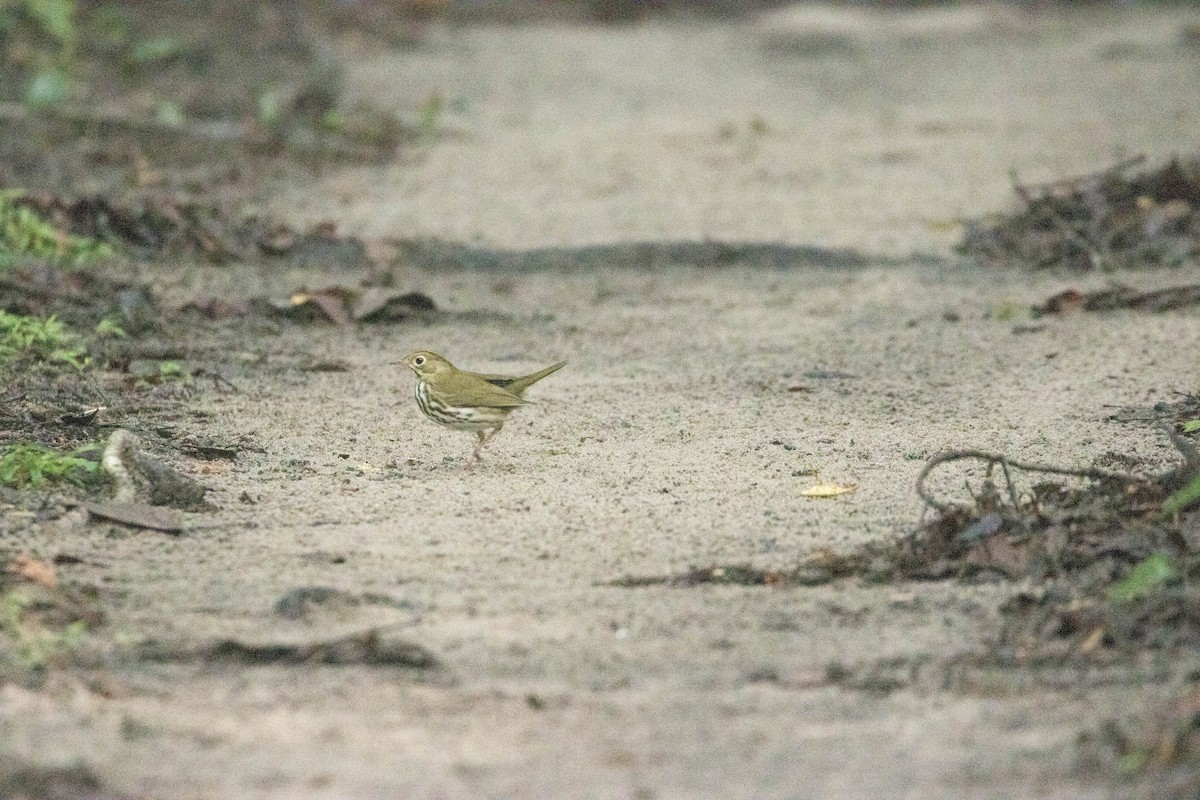 Ovenbird - ML623000891
