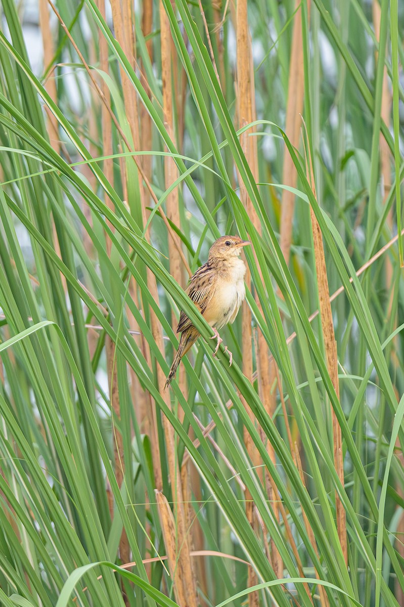 Bristled Grassbird - ML623000892