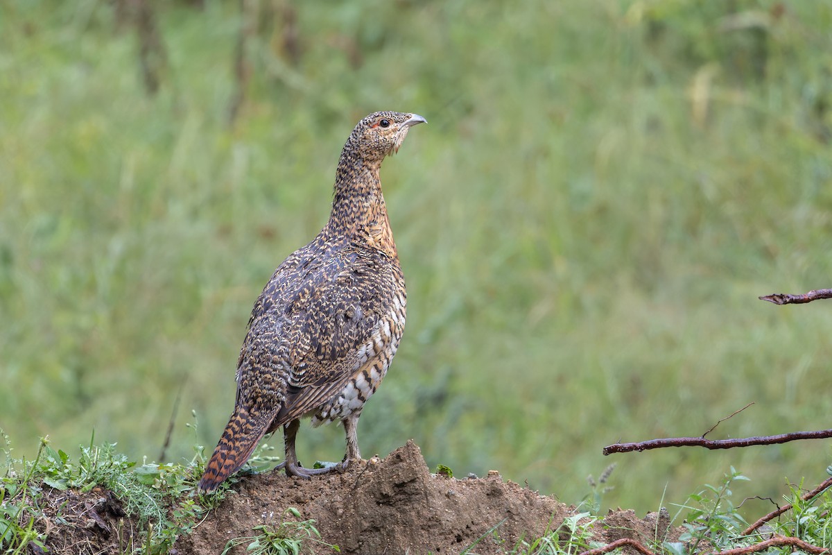 Western Capercaillie - ML623000895