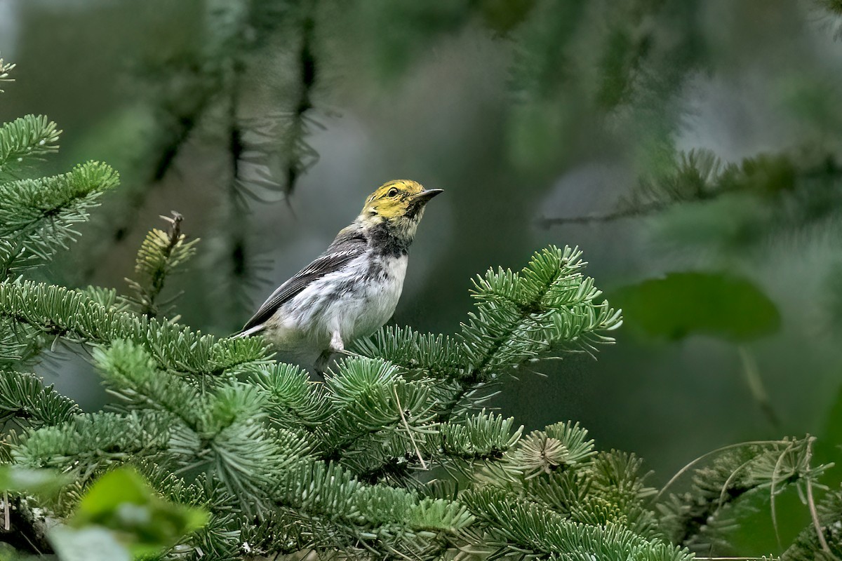 grønnparula - ML623000906