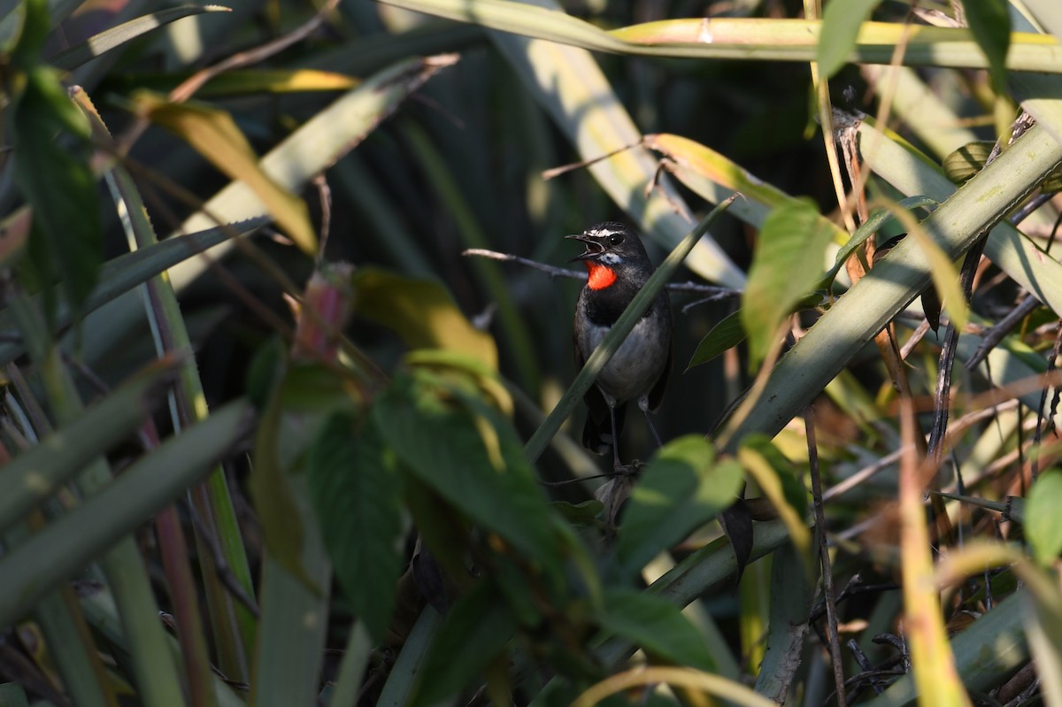 Chinese Rubythroat - ML623000913