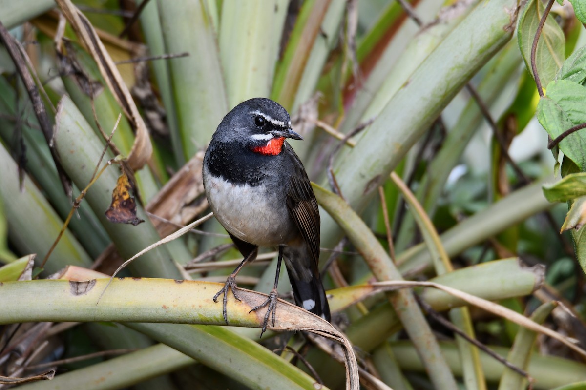 Chinese Rubythroat - Mayoh DE Vleeschauwer