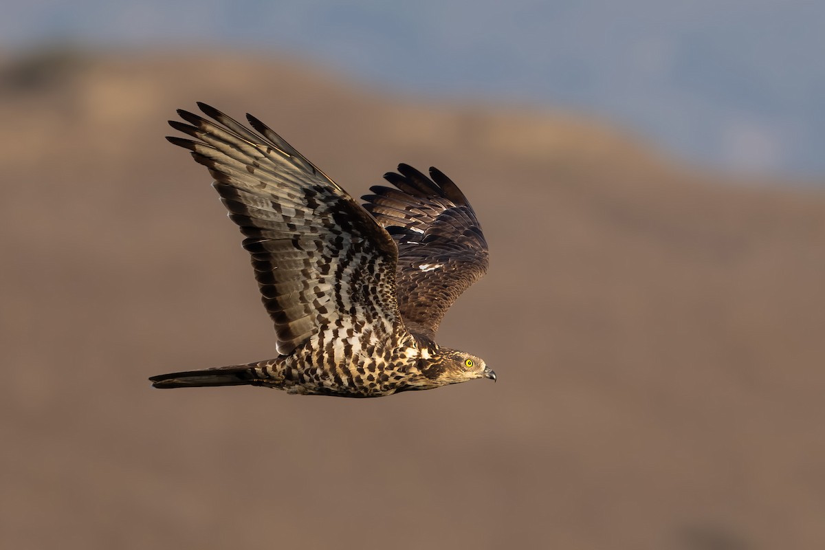 European Honey-buzzard - ML623000915