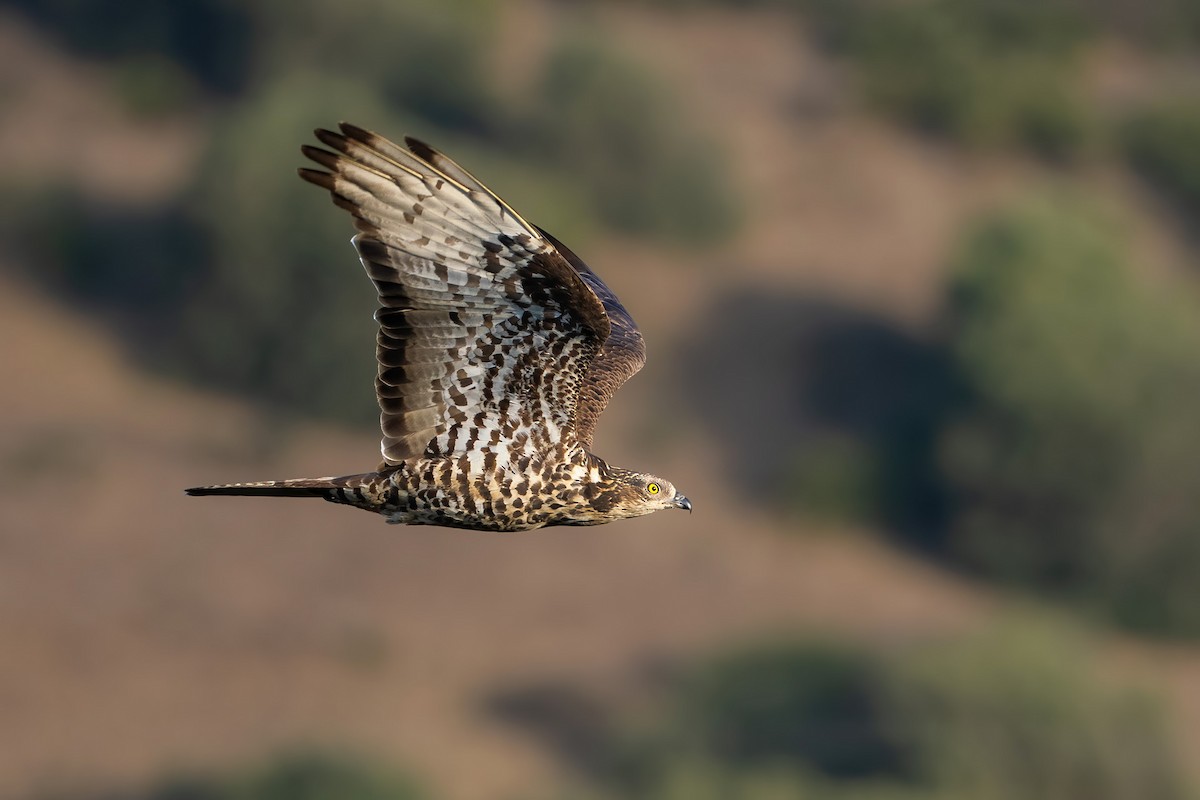 European Honey-buzzard - ML623000916