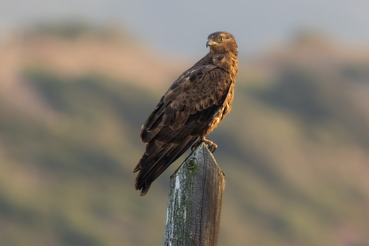 European Honey-buzzard - ML623000917