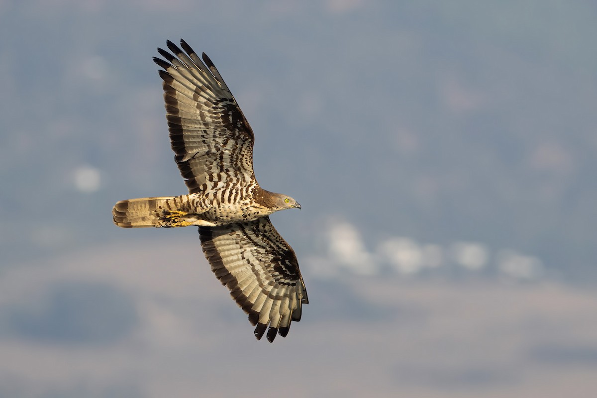 European Honey-buzzard - ML623000918