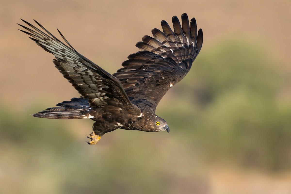 European Honey-buzzard - ML623000919