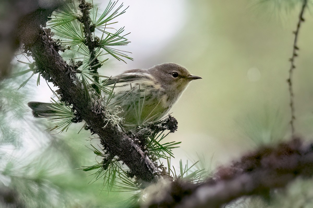brunkinnparula - ML623000925