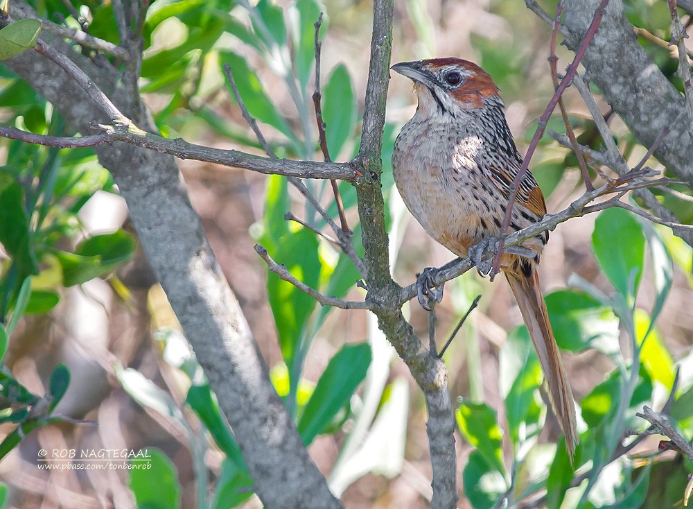 Cape Grassbird - ML623001043