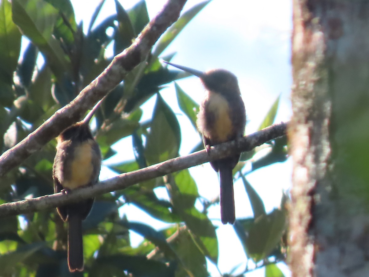 Three-toed Jacamar - Katherine Holland