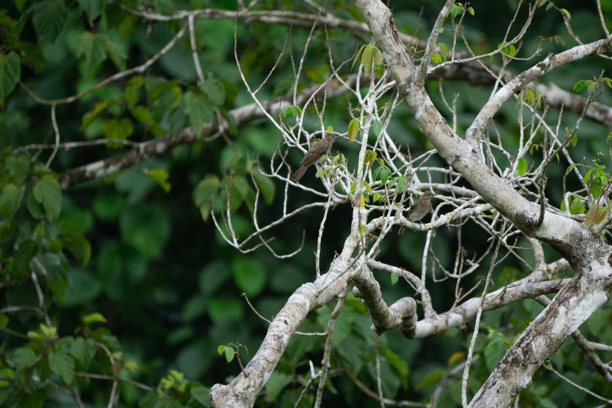 Philippine Bulbul - ML623001105