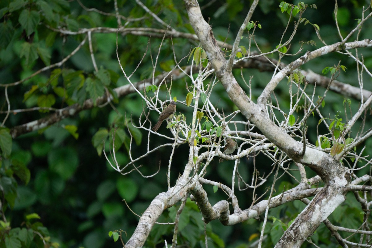 Philippine Bulbul - ML623001108