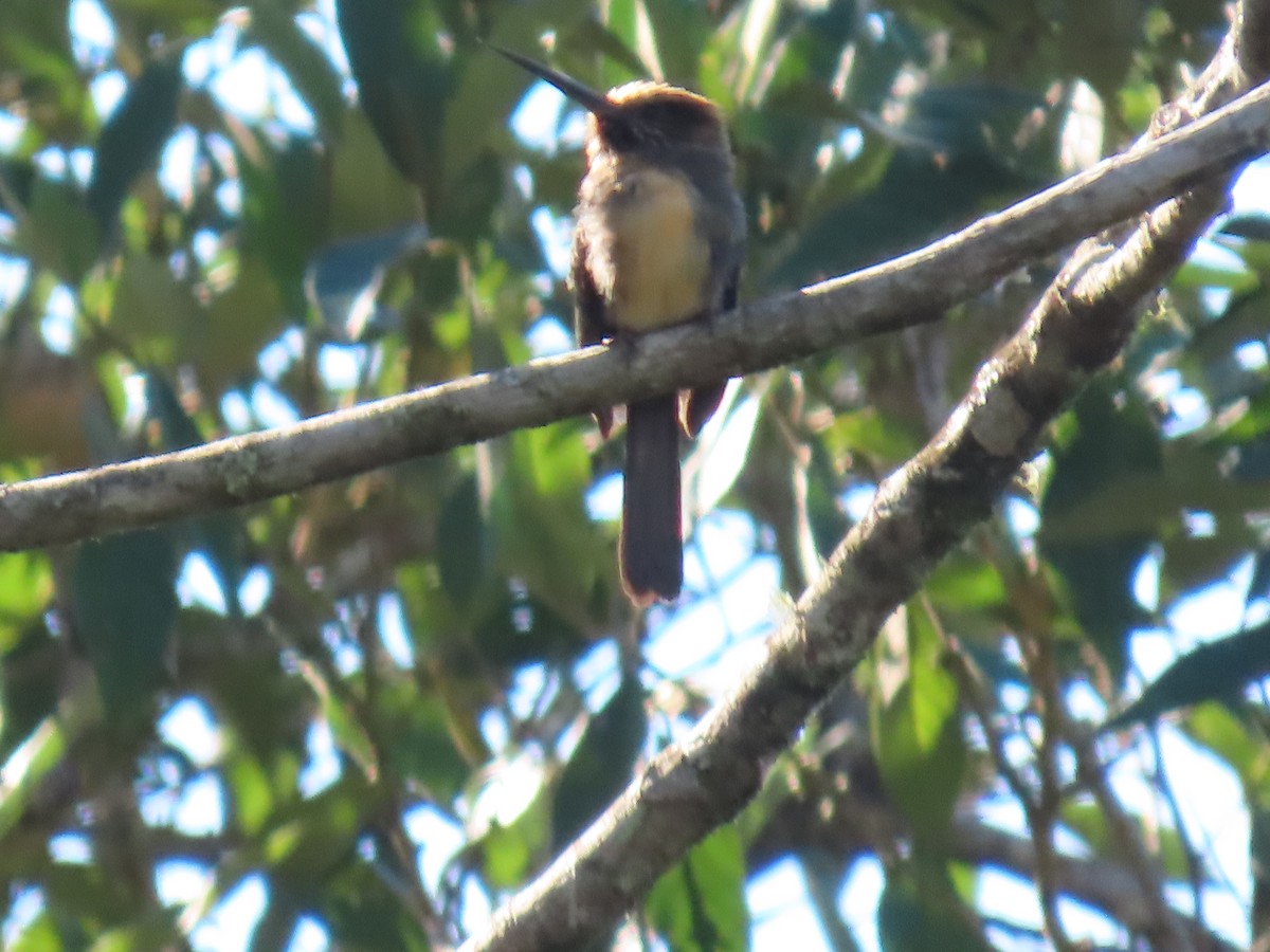 Three-toed Jacamar - ML623001111