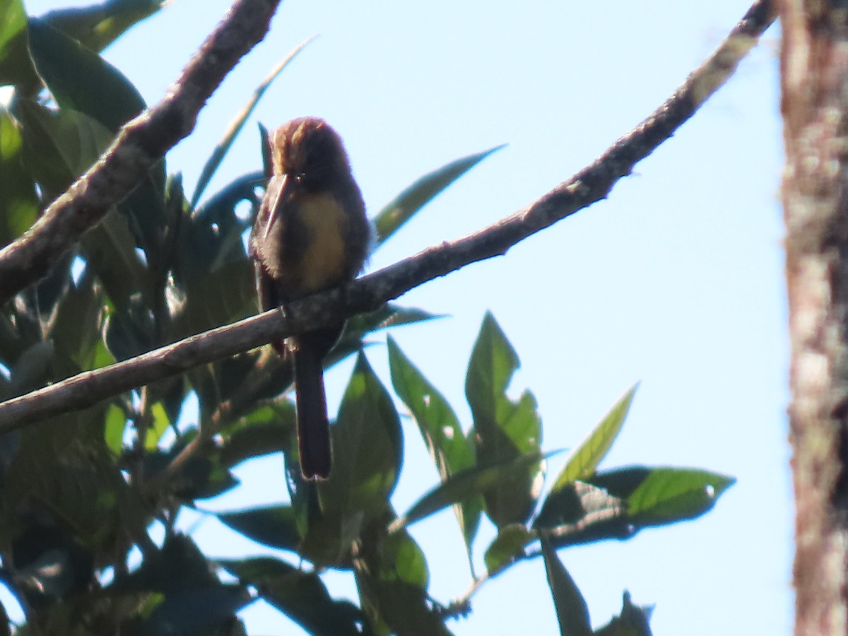 Three-toed Jacamar - Katherine Holland