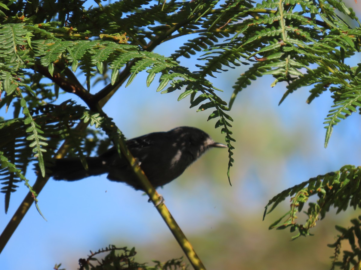 Rio de Janeiro Antbird - ML623001138