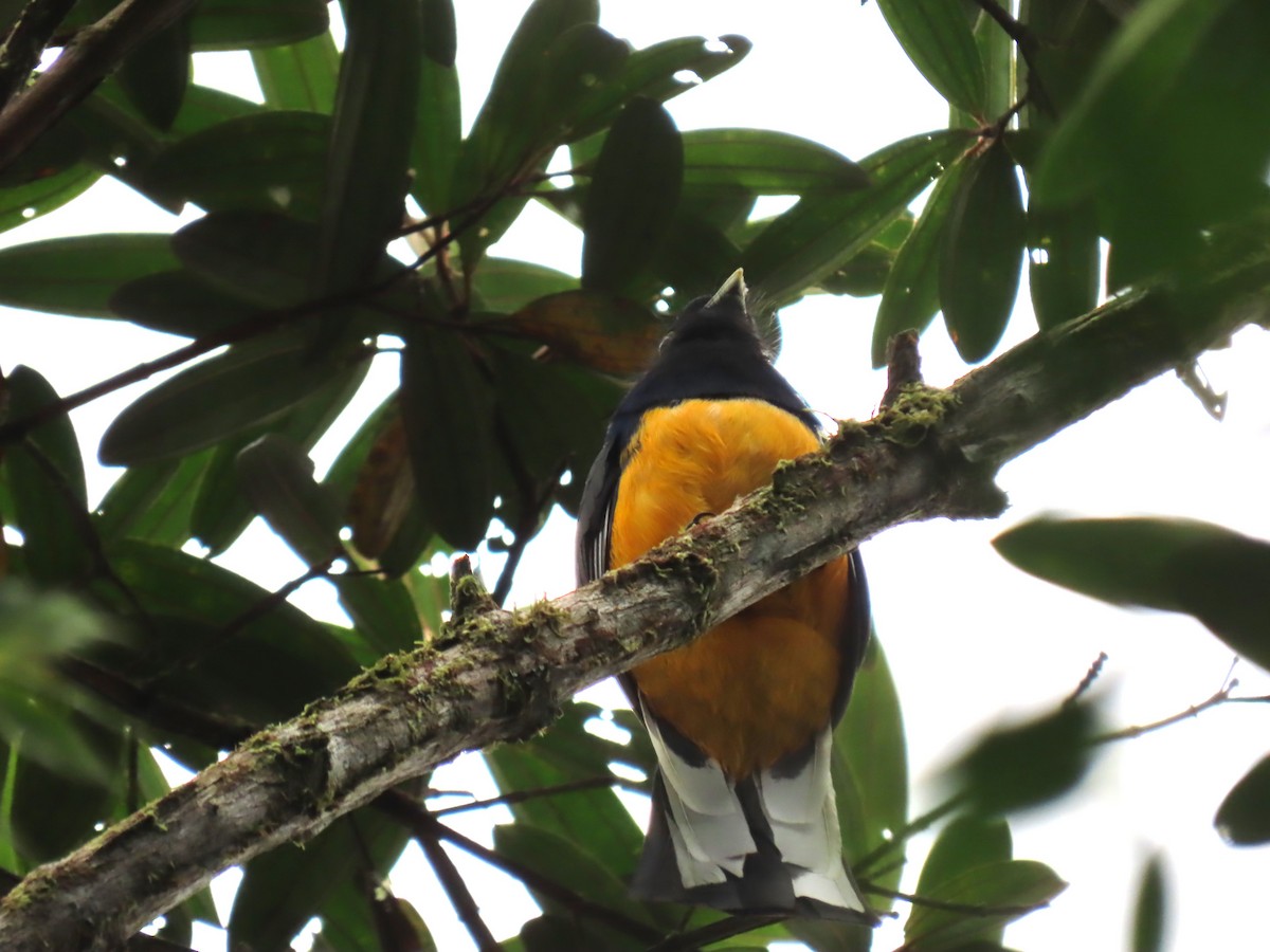 Surucua Trogon - ML623001220