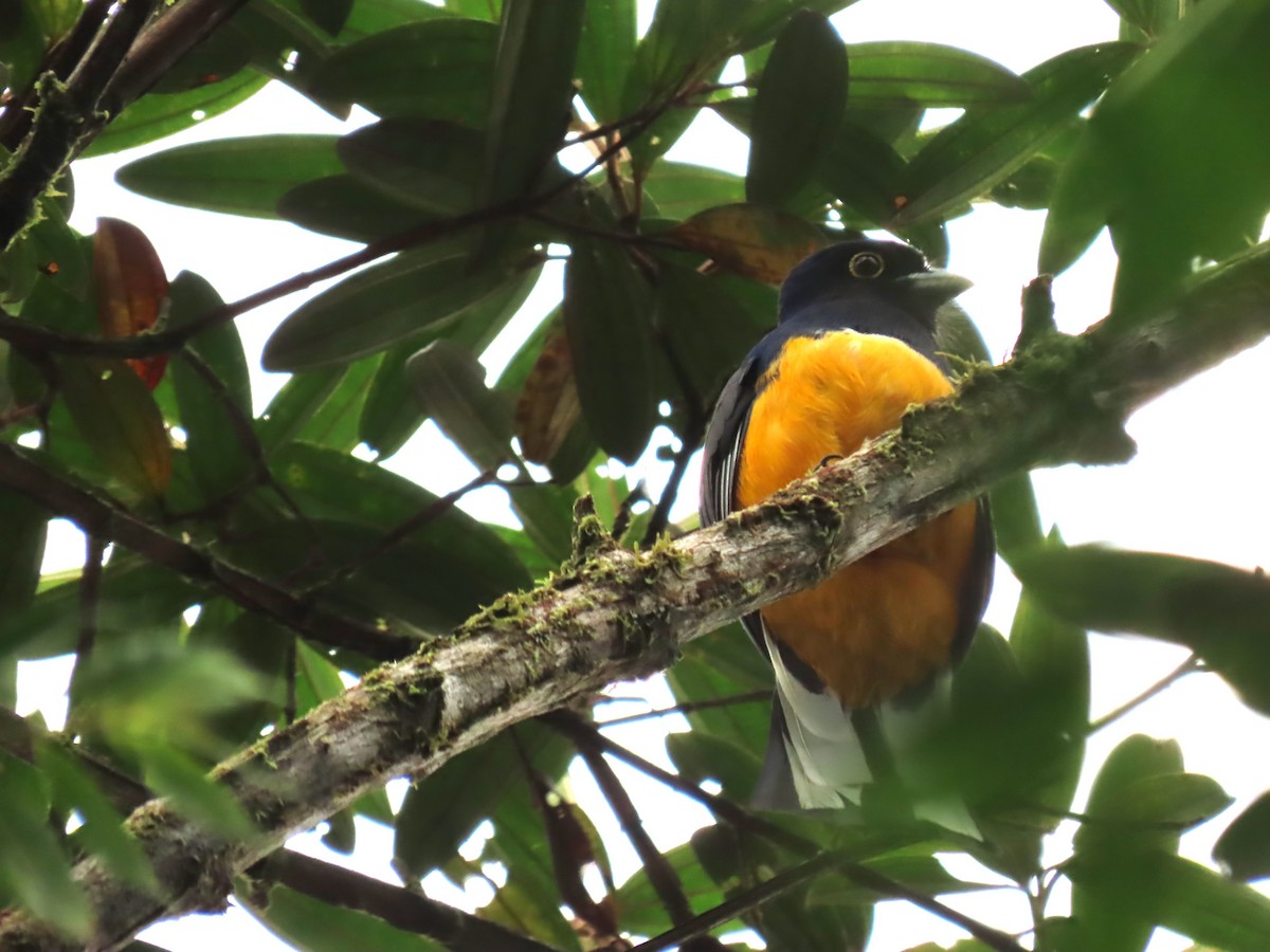 Surucua Trogon - ML623001222