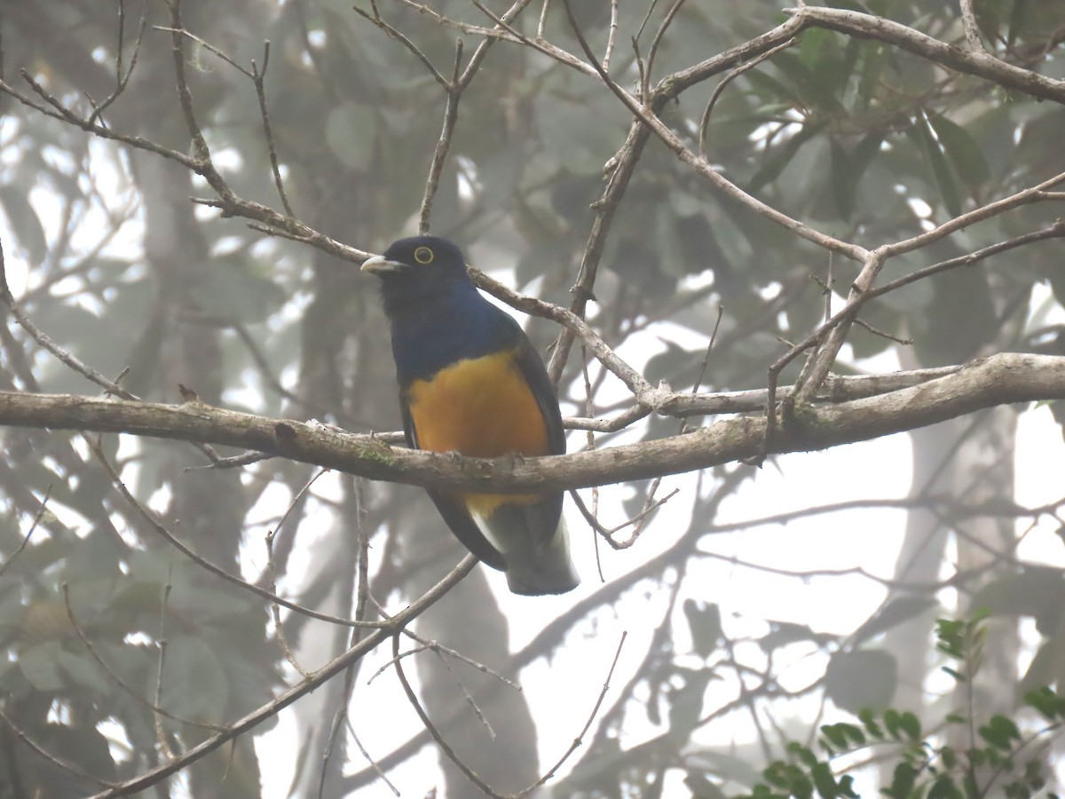 Surucua Trogon - ML623001226
