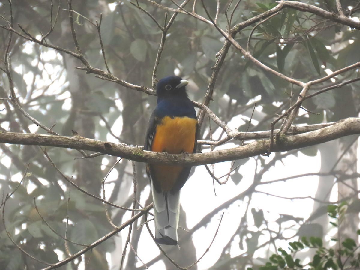 Surucua Trogon - ML623001229