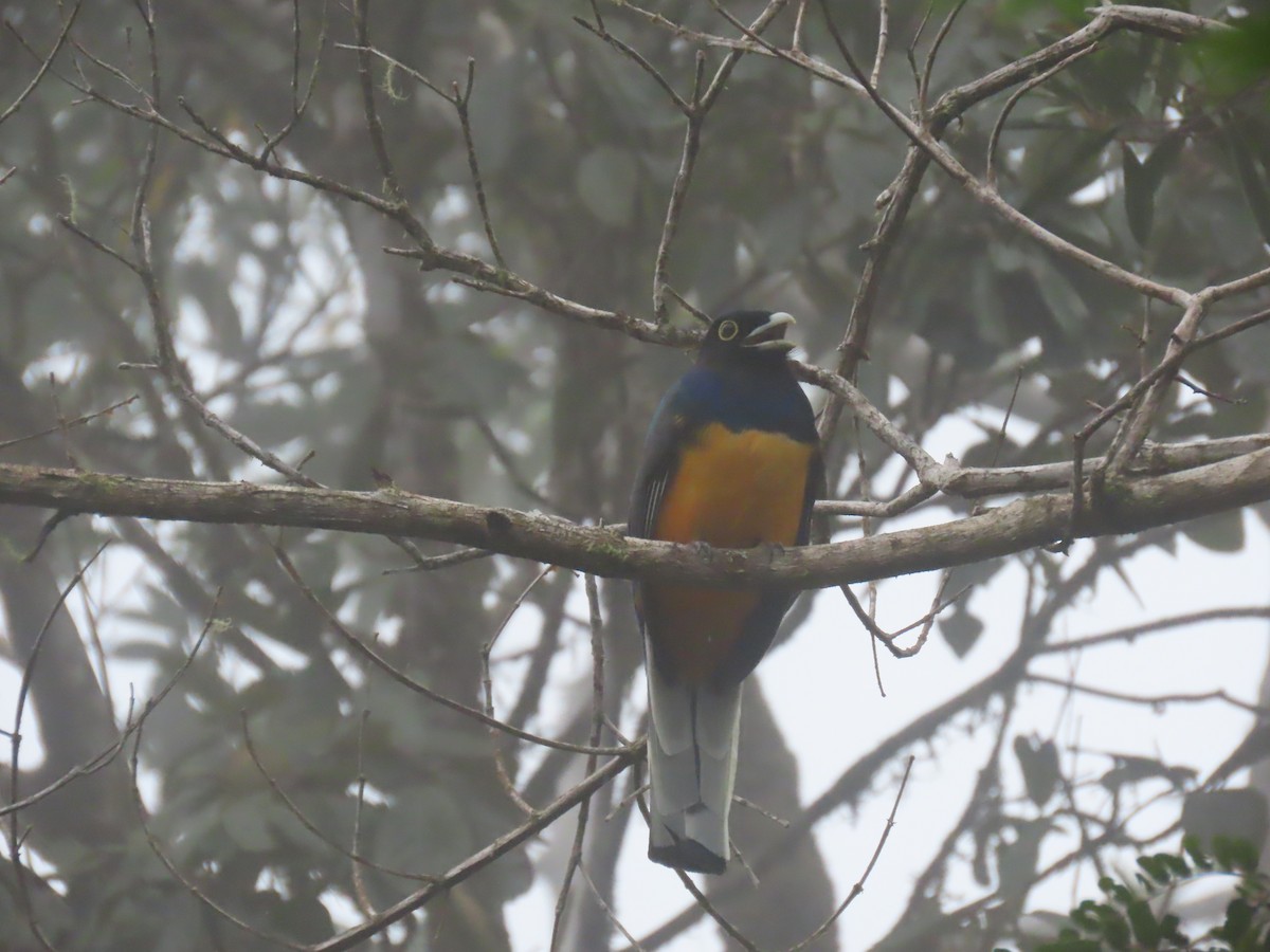 Surucua Trogon - ML623001231