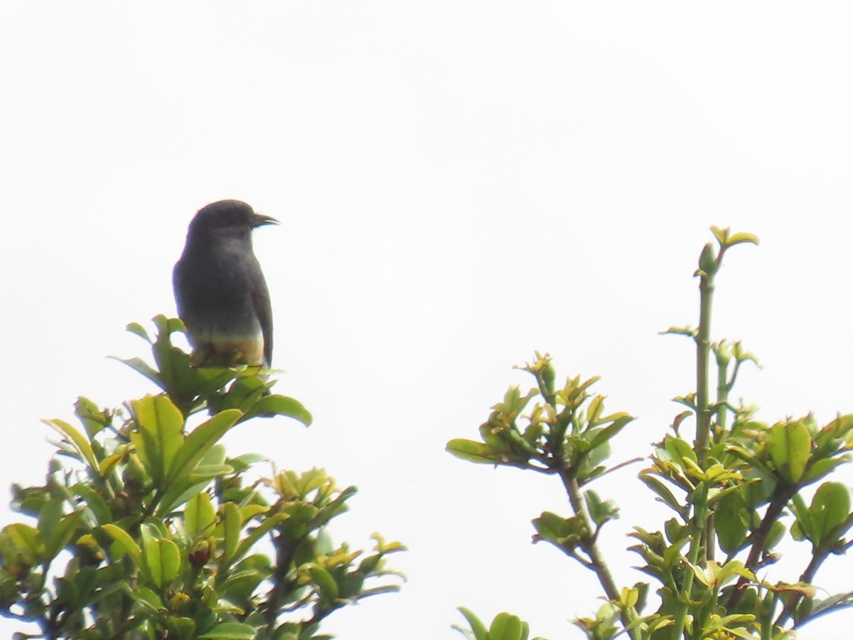 Swallow-winged Puffbird - ML623001250