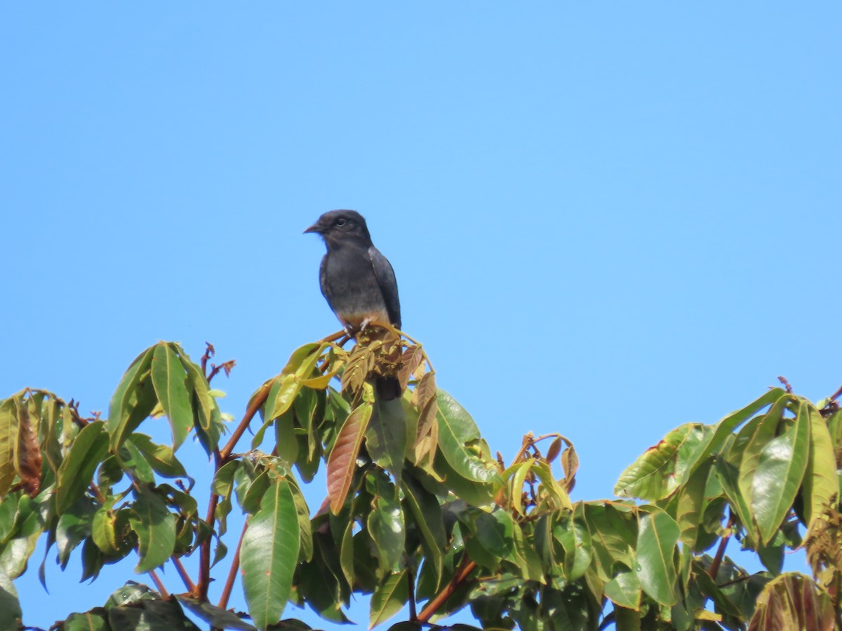 Swallow-winged Puffbird - ML623001252