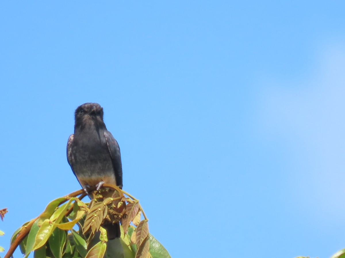 Swallow-winged Puffbird - ML623001256