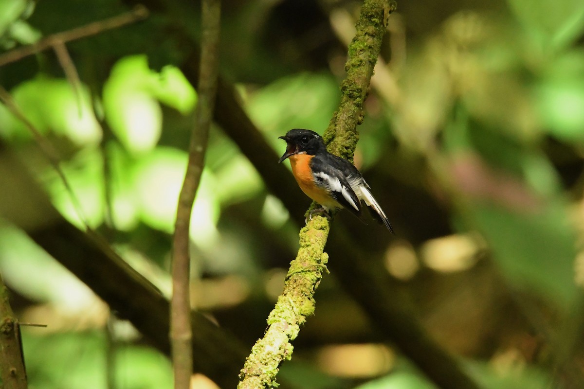 Rufous-chested Flycatcher - Mayoh DE Vleeschauwer