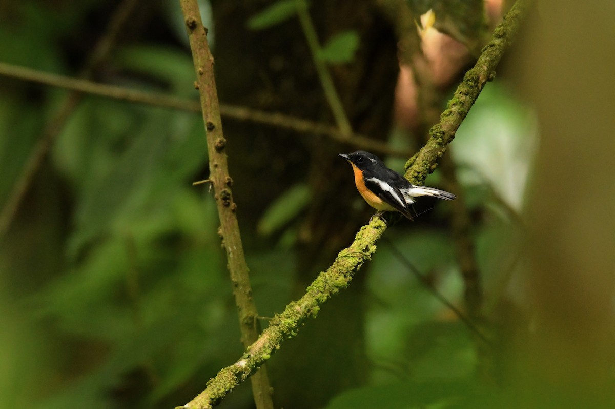 Rufous-chested Flycatcher - ML623001258