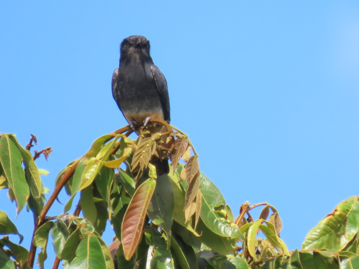 Swallow-winged Puffbird - ML623001259