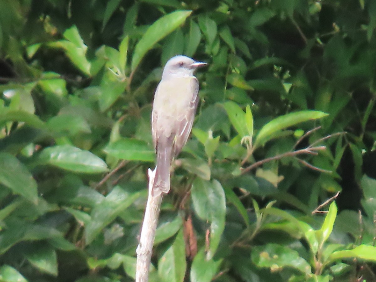 Tropical Kingbird - ML623001265