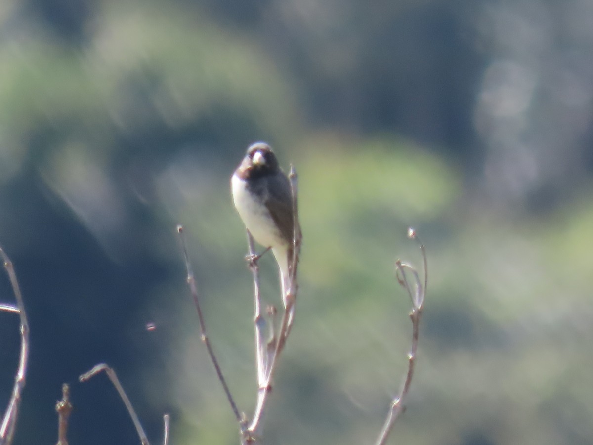 Dubois's Seedeater - ML623001276