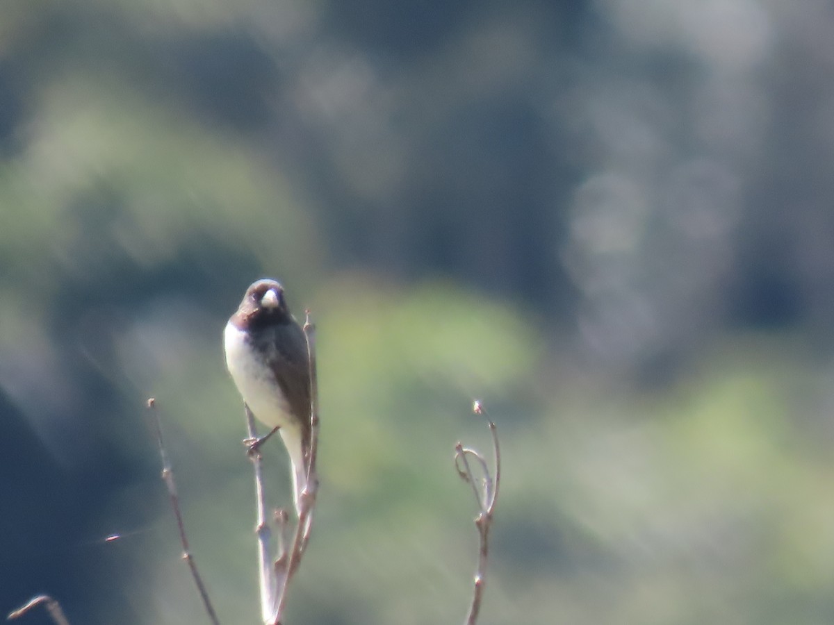 Dubois's Seedeater - ML623001283