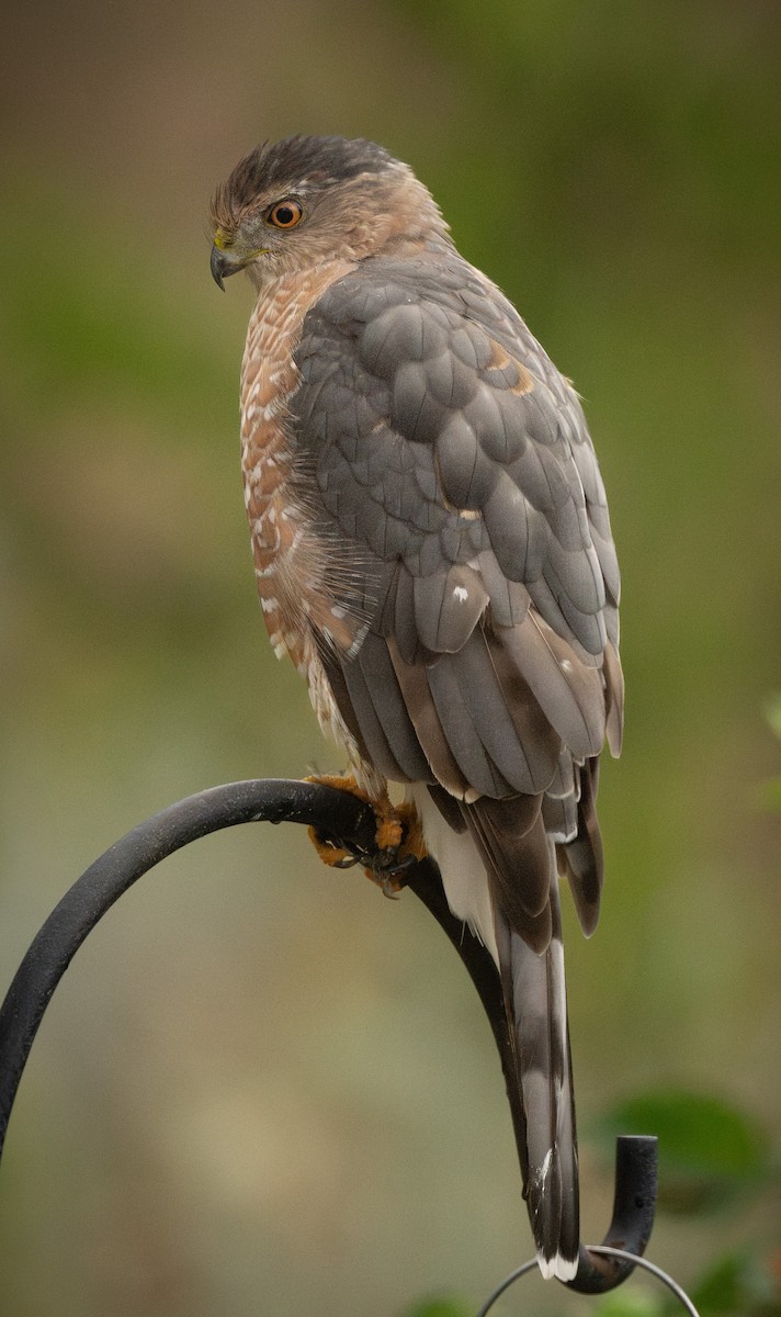 Cooper's Hawk - ML623001340