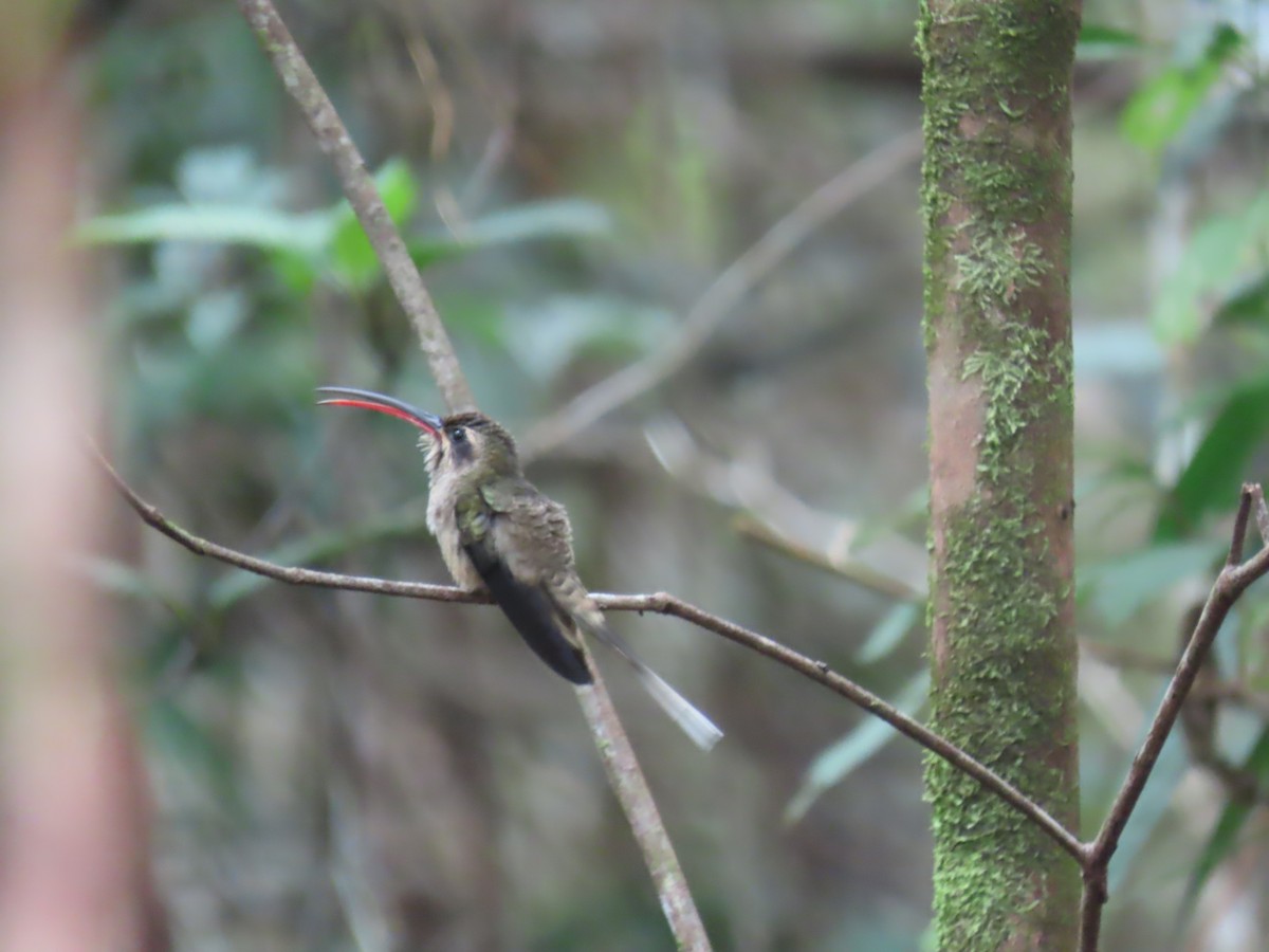 Great-billed Hermit (Margaretta's) - ML623001403