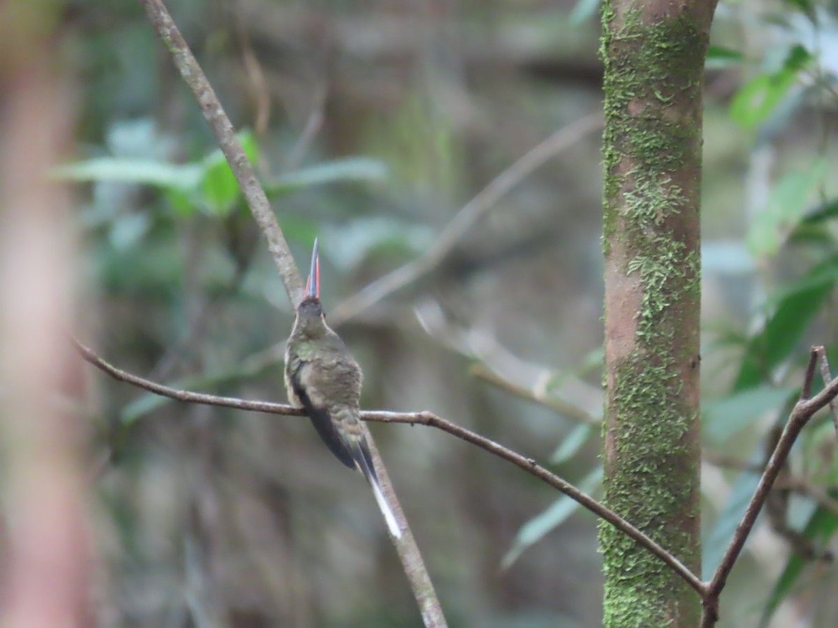 Great-billed Hermit (Margaretta's) - ML623001407