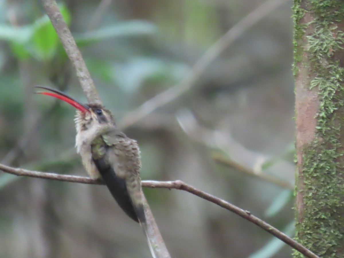 Great-billed Hermit (Margaretta's) - ML623001408