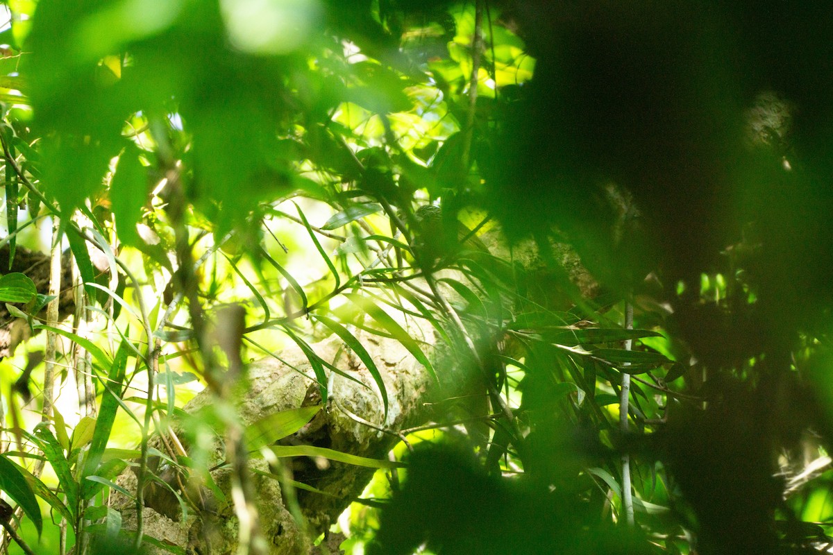 Brown Tit-Babbler - ML623001412