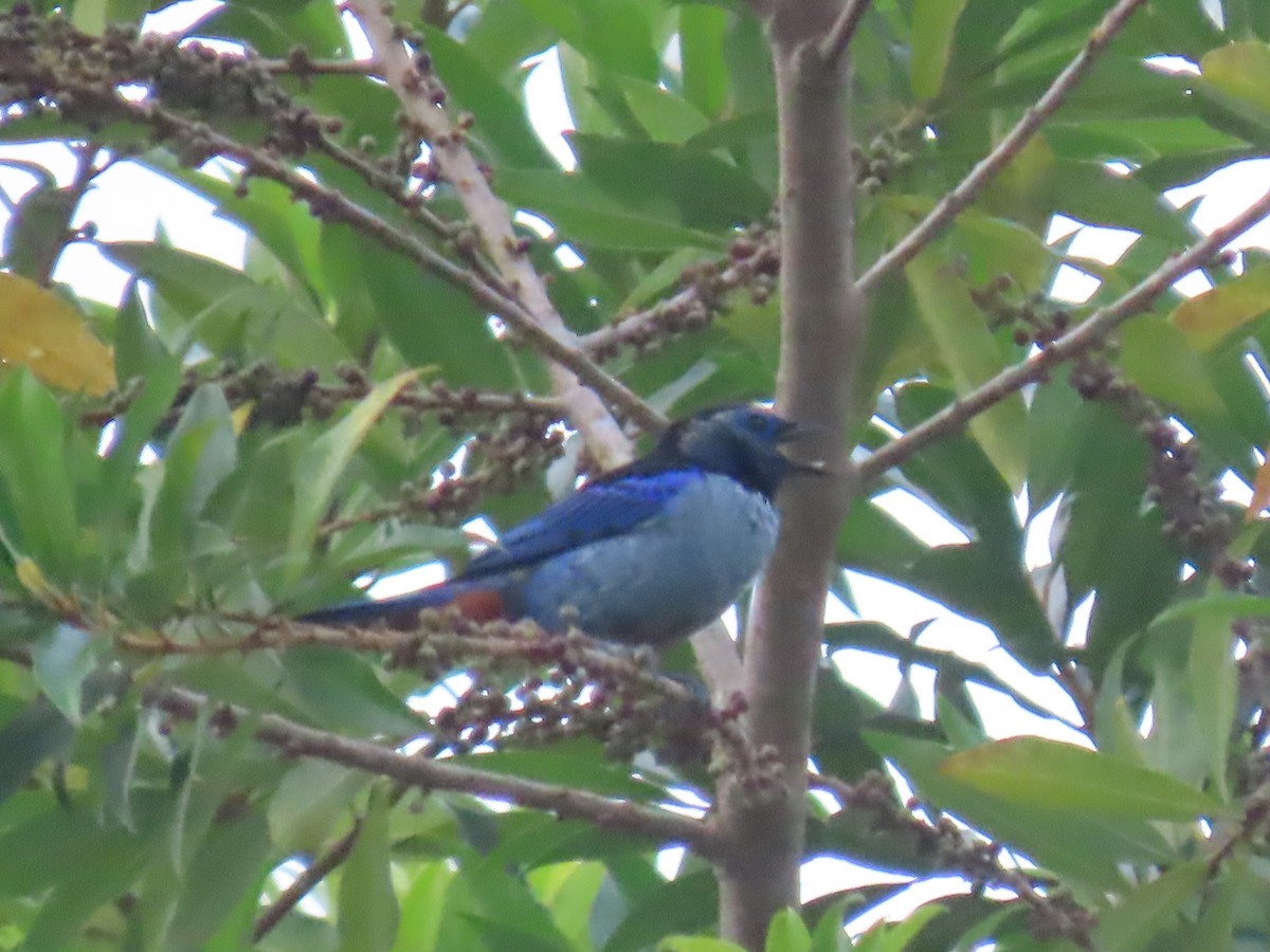 Opal-rumped Tanager - Katherine Holland