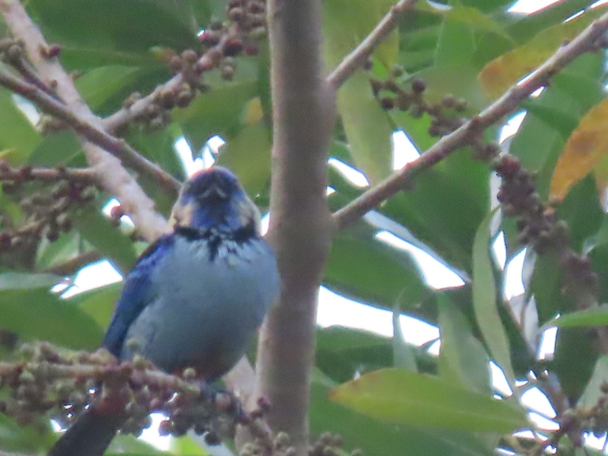 Opal-rumped Tanager - ML623001508