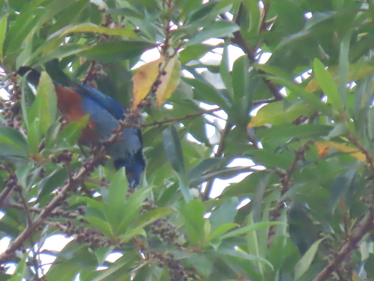 Opal-rumped Tanager - ML623001514