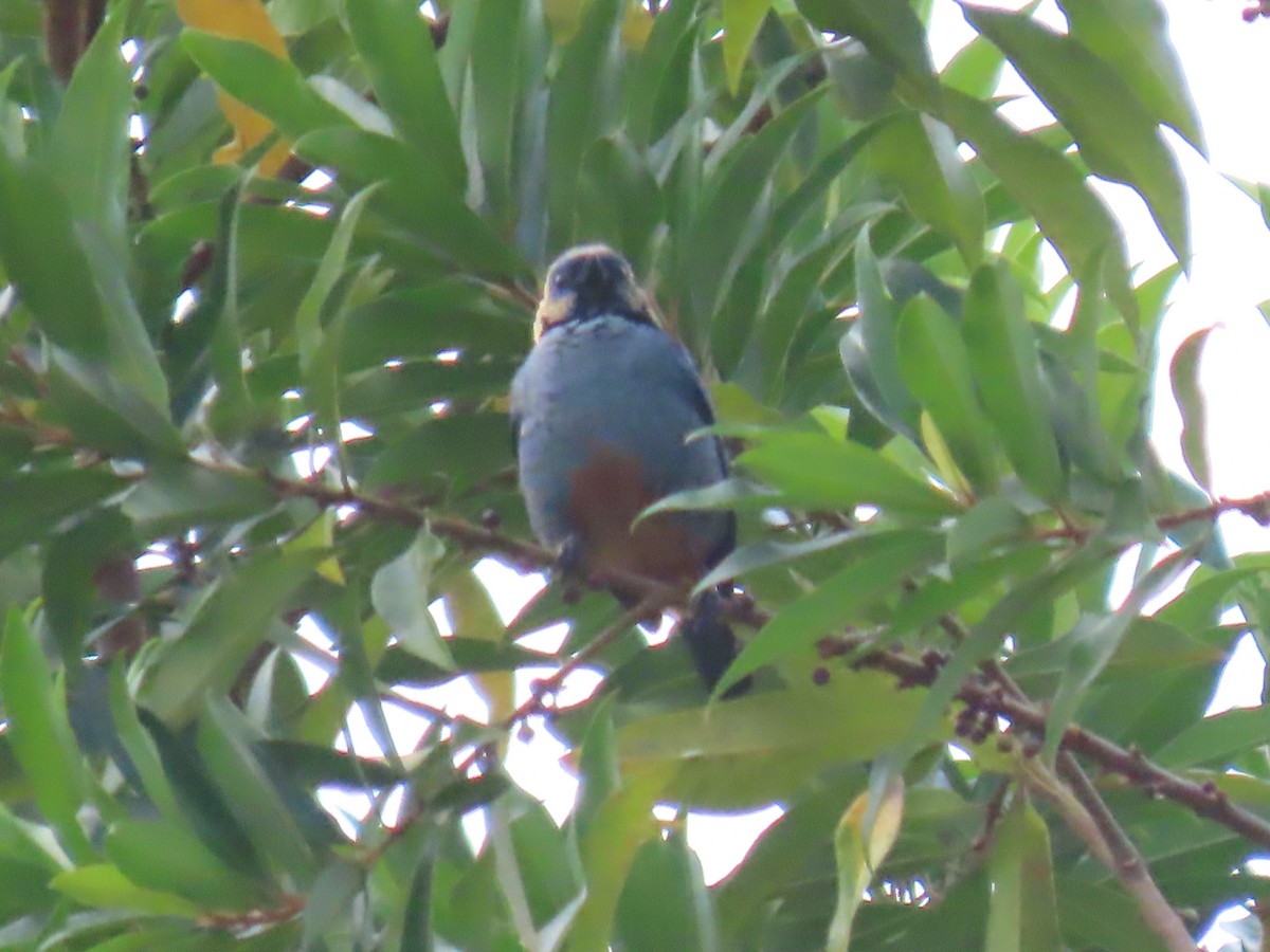 Opal-rumped Tanager - ML623001521