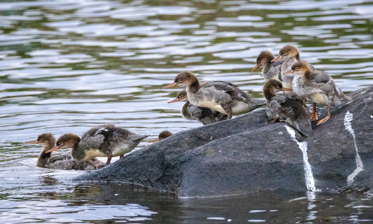 Red-breasted Merganser - ML623001552