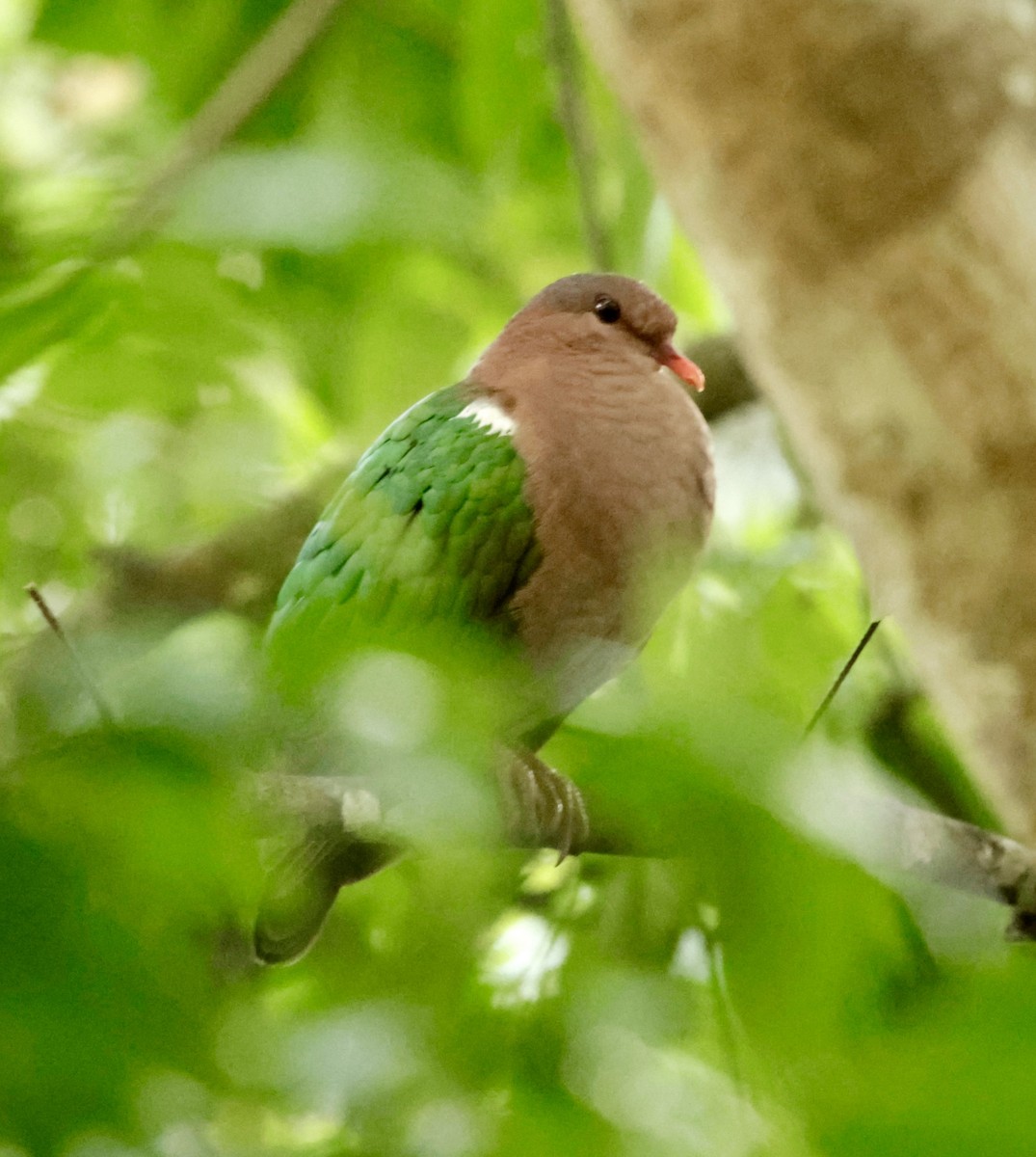 Pacific Emerald Dove - ML623001557