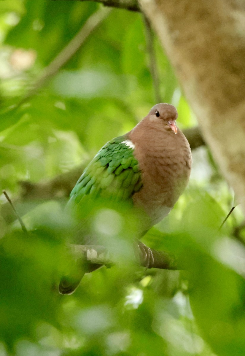 Pacific Emerald Dove - ML623001558